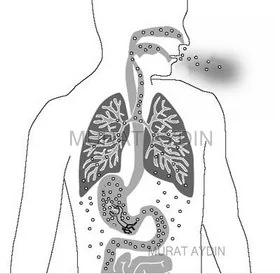 Nefes kokusunu oluşturan gazların solunum ile atılması Nefes kokusu