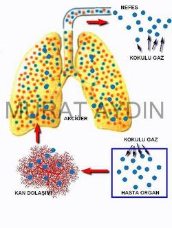 Nefes kokusunun oluşması